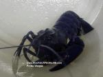 Australian Blue Lobster 4"-5" (Cherax tenuimanus)